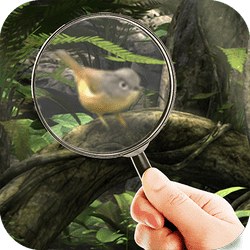 Fairy Woods Hidden Objects